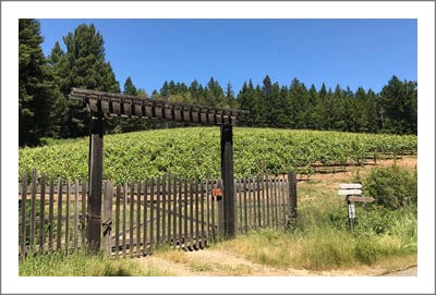 Premier Winery Potential Location - Sonoma County Vineyard For Sale - Sonoma County Wine Country Real Estate