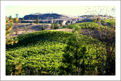 Okanagan Falls Vineyard For Sale - Okanagan Falls, British Columbia - Wine Real Estate