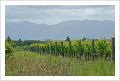 New Zealand Vineyard For Sale - Pinot Noir & Sauvignon Blanc Vineyard - Martinborough Real Estate