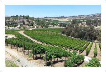 Temecula Valley Vineyard For Sale - Winery Potential - De Portola Wine Trail - InvestorsAlly