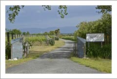 New Zealand Winery, Vineyard and Home For Sale - Wine Country Home