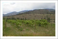 Okanagan Falls Vineyard, Orchard, and Home For Sale