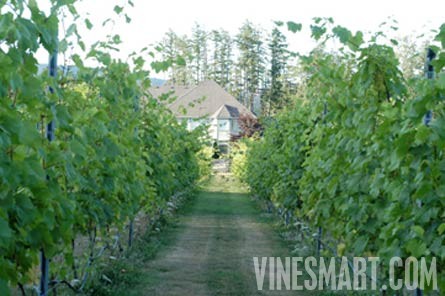 Vancouver Island,  BC - Vineyard and Estate Home with Winery Potential For Sale - Wine Real Estate