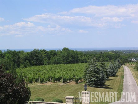 Niagara Wine Region - Vineyard and Home For Sale - Vineyard Views
