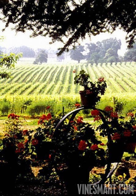France - Vineyard and Home For Sale - Wine Real Estate