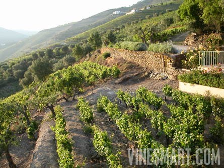 Douro, Portugal - Vineyard, Winery and Luxury Home For Sale - Vineyard