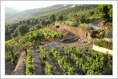Douro, Portugal - Vineyard, Winery and Luxury Home For Sale