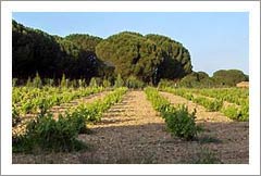 Spain Vineyard For Sale - Spanish - Wine Real Estate