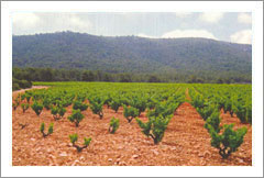 Spain Vineyard For Sale