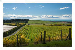 NZ Vineyard & Luxury Lodge Property - Huge Potential - Tiki Tiki Hills, Hawkes Bay, New Zealand - Wine Real Estate