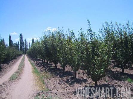 Mendoza, Argentina - Vineyard, Orchard, and Home For Sale - River Views - Wine Real Estate