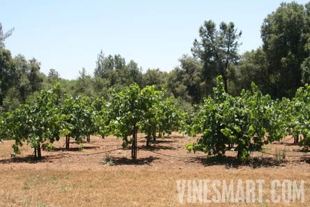 Jackson, CA - Home and Vineyard For Sale - Vineyard