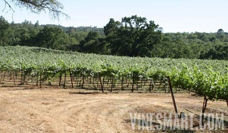El Dorado County - Winery and Vineyard For Sale - Vineyard View