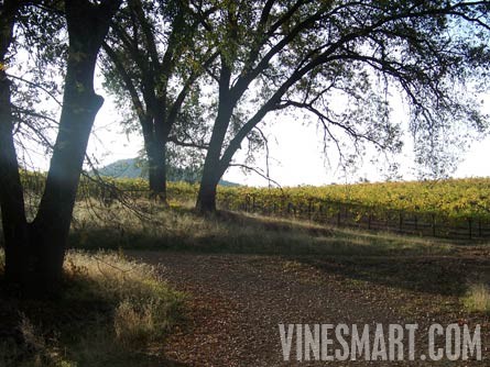 El Dorado County - Winery and Vineyard For Sale - Vineyard View
