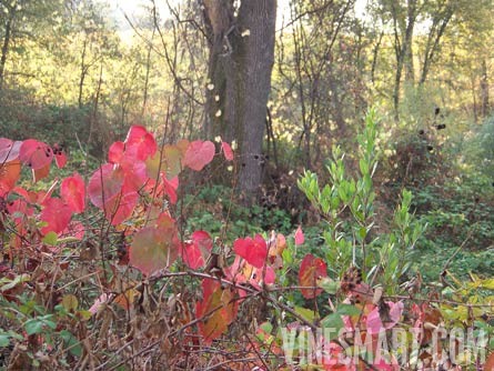 El Dorado County - Winery and Vineyard For Sale - Fall Colors