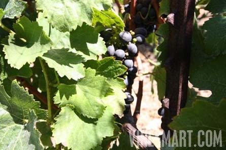 Malibu - Malibu Modern Home and Vineyard For Sale - Grapes Close Up