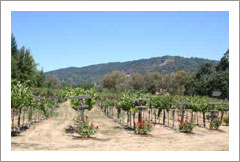 Gilroy, CA - Home with 2 Acre Vineyard For Sale