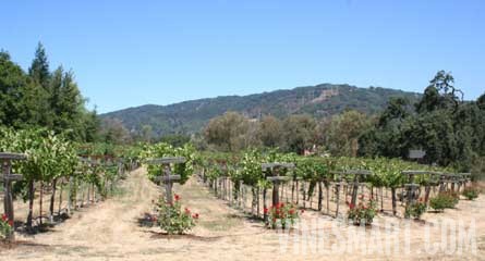 Gilroy, CA - Large Home with Vineyard For Sale - Vineyard View