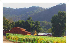 Santa Maria Valley Vineyard & Ranch For Sale