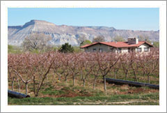 VineSmart - Palisade, Colorado - Vineyard, Orchard and Home For Sale - Development Potential - Wine Real Estate