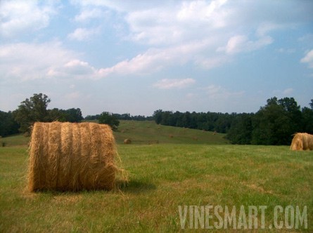 Cape Girardeau Co Missouri 381 Acre Farm Land For Sale Vineyard Winery Potential Wine Real Estate Vinesmart Com