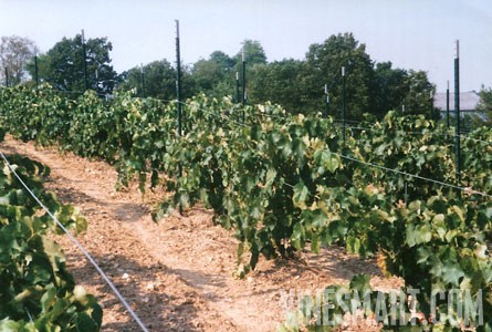 Loudonville Ohio Ohio Winery And Vineyard For Sale Great Business Opportunity Wine Real Estate Vinesmart Com