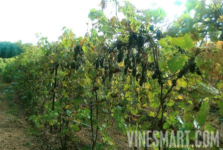 Loudonville Ohio Ohio Winery And Vineyard For Sale Great Business Opportunity Wine Real Estate Vinesmart Com
