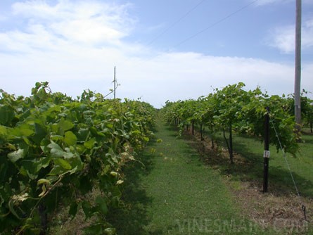 Stone Bluff Cellars Winery & Vineyard Property For Sale - Stone Bluff, Oklahoma