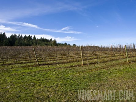 VineSmart.com - Newberg, Oregon -  Green Built Winery, Vineyard, and Tasting Room  Property For Sale - Wine Real Estate