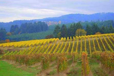  Premium Oregon Vineyard, Winery, and Custom Home - Yamhill-Carlton AVA, Oregon - Wine Real Estate