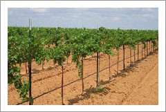 Terry County, Texas - Vineyard and Home For Sale - Wine Real Estate