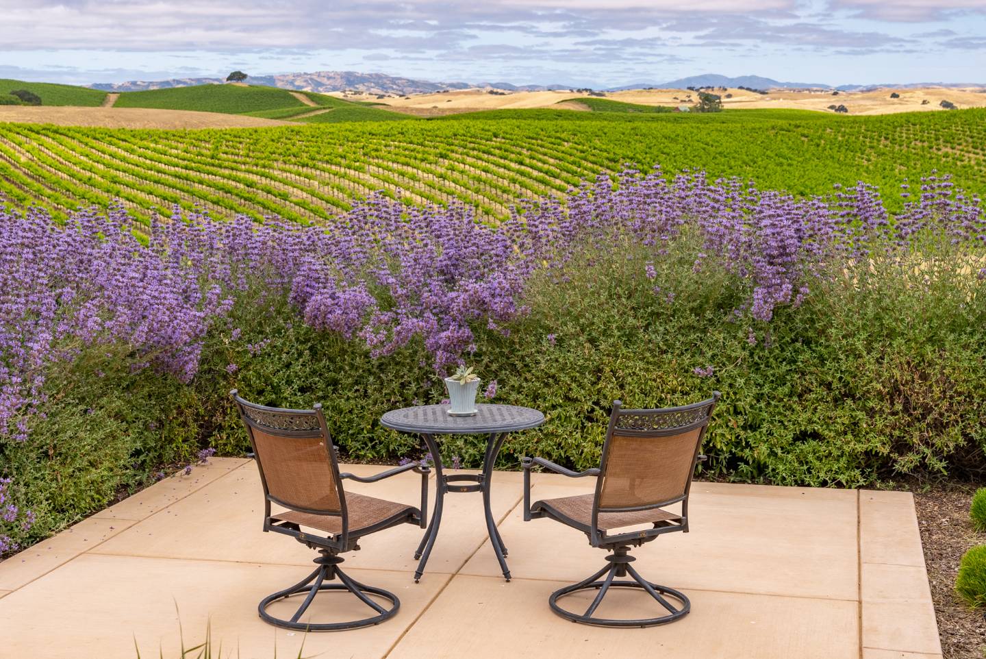 Paso Robles AVA Winery Vineyard For Sale VineSmart