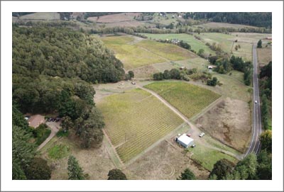 Oregon Vineyard For Sale w/ Home - Polk County Vineyard and Home For Sale - Wine Country Real Estate