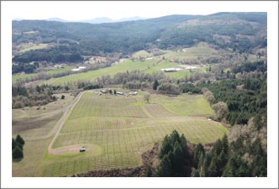 Oregon Vineyard For Sale in the Yamhill-Carlton AVA - Oregon Wine Country Real Estate