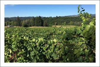 Oregon Vineyard For Sale - Winery Potential & Marketable Timber For Sale - Rebecca's Vineyard