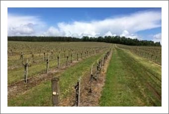 Oregon Vineyard For Sale - Winery Potential & Marketable Timber For Sale - Rebecca's Vineyard