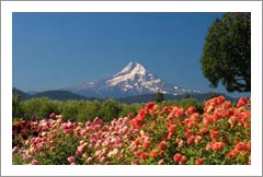 Oregon Winery For Sale - Oregon Vineyard For Sale - Columbia Gorge, OR