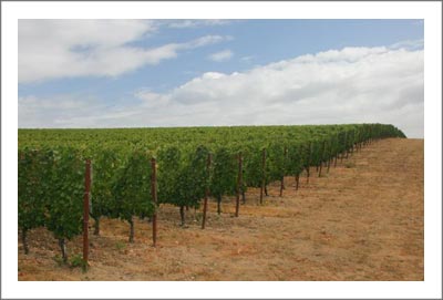 Oregon Winery For Sale - Pinot Noir Vineyard For Sale - Oregon Wine Country Real Estate