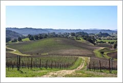 Edna Valley Vineyard For Sale - San Luis Obispo, CA - Wine Real Estate