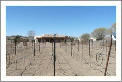 New Mexico Vineyard For Sale w/ Custom Home - Zinfandel & Cardonnay Grapes - Wine Country Real Estate