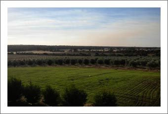Australia Olive Grove For Sale - Olive Orchard For Sale - Australia Wine Country Real Estate