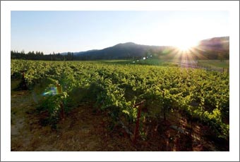 Oregon Vineyard For Sale - Wine Label / Brand and Wine Inventory For Sale - Grants Pass, Oregon Wine Country