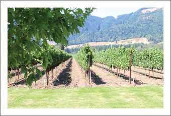 Southern Oregon Vineyard For Sale - 560 Acres - 40 Acre Vineyard - 7 Parcels For Sale