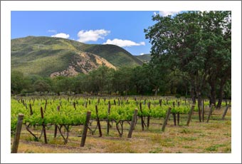 Monterey County, California Vineyard For Sale - Wine Country Home For Sale - Wine Country Real Estate