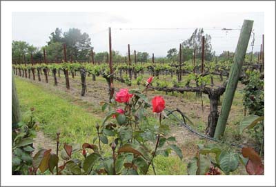 Russian River Valley Winery & Vineyard For Sale - Sonoma County Winery For Sale