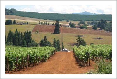 Southern Oregon Winery For Sale - Vineyard - Large Custom Home w/ Farmhouse For Sale - Douglas County Real Estate