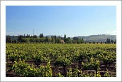 Premier Winery Potential Location - Sonoma County Vineyard For Sale - Sonoma County Wine Country Real Estate 