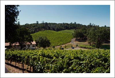 Premier Winery Potential Location - Sonoma County Vineyard For Sale - Sonoma County Wine Country Real Estate 