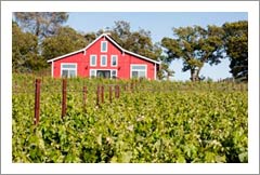Vineyard For Sale - KRUPP Family Vineyard Offering / Atlas Peak AVA - Napa Valley, CA