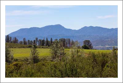 California Vineyard Land For Sale - Lake Coujnty Land For Sale - Wine Country Real Estate